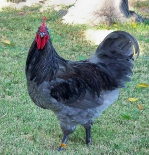 Australorp Chickens - Google Search Pekin Bantams, Pheasant Eggs, Barred Rock Chickens, Rare Chicken Breeds, Australorp Chicken, Wyandotte Chicken, Laying Chickens Breeds, Best Egg Laying Chickens, Broiler Chicken