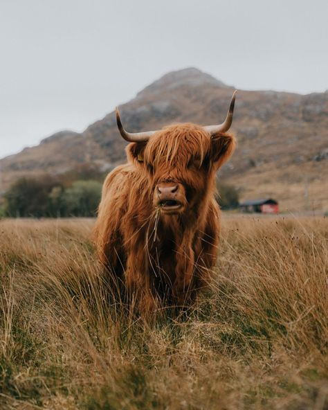 Hanging out with one of these Scottish icons on the outskirts of the tiny village of Sanna on the Ardnamurchan Penisula. The village consists of just a small collection of crofts and houses right by a beautiful sandy beach. There’s probably a higher population of highland cows than people too... what’s not to like 🤷🏻‍♂️ • • • • • #hiddenscotland #lovegreatbritain #ardnamurchan #thisisscotland #alphacollective #scottishhighlands #earthoutdoors10k #stayandwander #solarcollective #traveling_scotl Scottish Highlands Cow, Cows Mooing, Cow Wallpaper, Cow Print Wallpaper, Mini Cows, Scottish Highland Cow, Fluffy Cows, Tiny Village