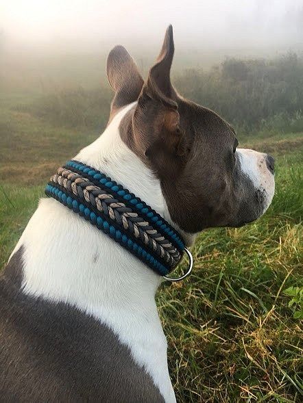 (2) The Paraknotter (@paraknotter) / X Paracord Dog Harness, Dog Play Area, Paracord Bracelet Designs, Paracord Dog Leash, Paracord Braids, Diy Dog Collar, Paracord Dog Collars, Paracord Diy, Collars Diy