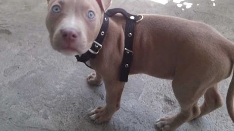 The Difference Between a Blue Fawn Pitbull and Blue Nose Pitbull Grey Pitbull Blue Eyes, Pitbull Dog Pictures, Fawn Pitbull, Blue Fawn Pitbull, Pitbull Breeds, Grey Pitbull, Blue Nose Pitbull Puppies, Pitbull Types, Pitbull Blue