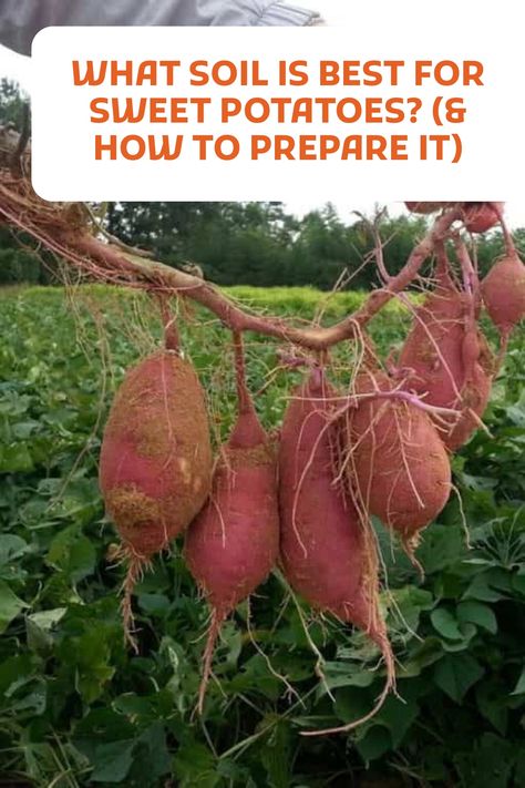 Sweet potatoes grow best in warm, loose soil that drains well (for example, sandy loam soil). The ideal soil for sweet potatoes has a pH of 5.5 to 6.5. Add some organic material to your soil (such as compost or aged manure), which will help sweet potatoes grow better. Sandy Loam Soil, Loam Soil, Growing Sweet Potatoes, Chicken Manure, Starting A Vegetable Garden, Growing Potatoes, Crop Rotation, Soil Testing, Soil Ph