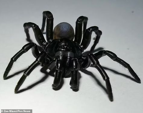 Trapdoor Spider, Scary Nature, One Pound Coin, Spider Venom, Types Of Spiders, Spider Species, Miami City, Veterinary Services, Everglades National Park