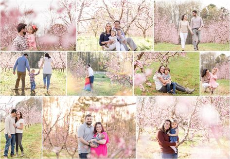 Peach Tree Photo Session, Floral Mini Session Photo Shoot, Peach Blossom Photoshoot, Maternity Photo Shoot Ideas Cherry Blossom, Spring Blossom Photoshoot, Orchard Photoshoot, Cherry Blossom Orchard Photoshoot, Blossom Photoshoot, Fort Mill South Carolina