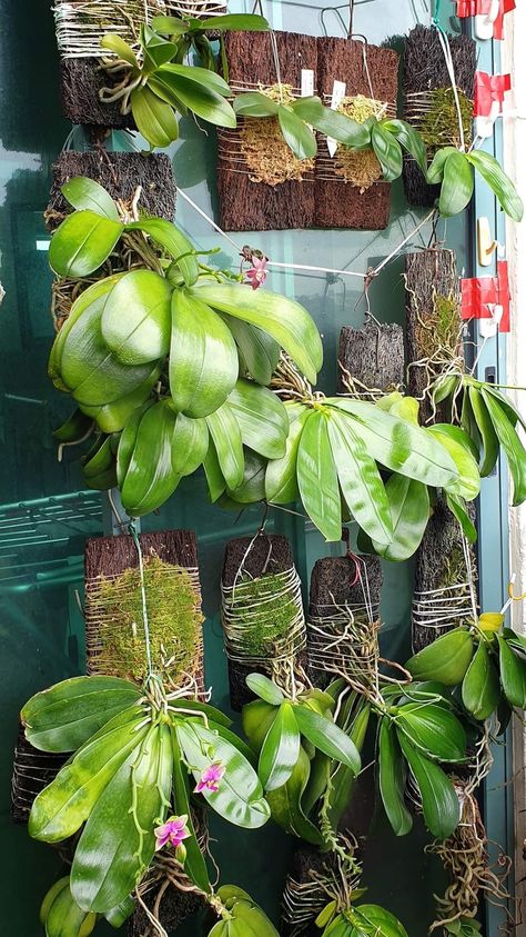 Mounted Orchids, Orchid Wall, Orchids In Water, Hanging Orchid, Orchid Plant Care, Orchid Planters, Backyard Plants, Growing Orchids, Orchids Garden