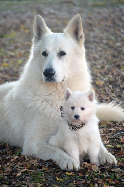 Ras Anjing, Wolf Poses, Swiss Shepherd, White Swiss Shepherd, White Shepherd, White German Shepherd, Herding Dogs, Pretty Dogs, Dog Breeder