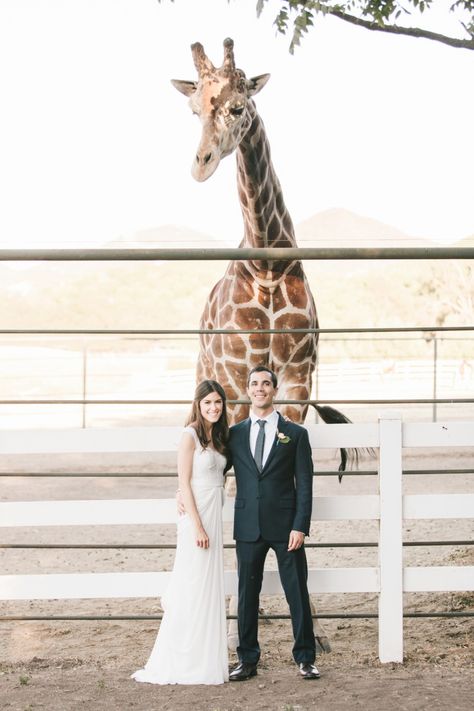 Giraffe Wedding, African Giraffe, Safari Wedding, Summer Wedding Inspiration, Outdoor Summer Wedding, Sunday Kind Of Love, Zoo Wedding, Venue Inspiration, Malibu Wedding