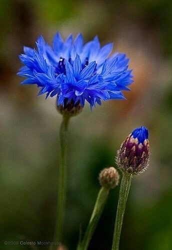 flowersbeauty-16:  “Source: somethings to say  ” The Secret Garden, Beautiful Blooms, Flower Photos, Flower Pictures, Blue Flower, Amazing Flowers, Flowers Photography, Pretty Flowers, Purple Flowers