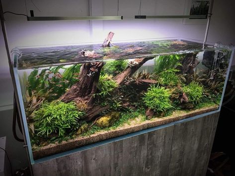 20 Long Aquascape, Jungle Fish Tank, Fish Tank Room Ideas, Aquascaping Ideas, Turtle Enclosure, Aqua Scaping, Nature Tank, Coral Aquarium, Saltwater Aquarium Fish