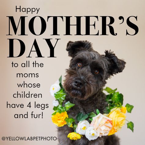 Happy Mother's Day to fur moms! — Yellow Lab Pet Photographer Dog Mom Quotes, Dog Mothers Day, Happy Mom Day, Happy Mothers Day Wishes, Mothers Day Images, Cute Mothers Day Gifts, Happy Mother Day Quotes, Dog Mommy, Mother Day Wishes