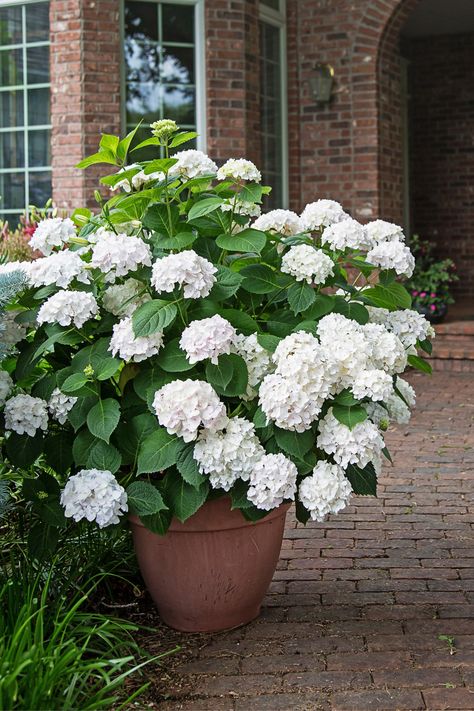 This elegant hydrangea has flowers that emerge white and turn blush pink as the season progresses. A great hydrangea shrub or bush for containers, pots and planters. Read the blog post and learn all about this reblooming hydrangea, including landscaping and garden design tips. (Hydrangea macrophylla 'Blushing Bride' image courtesy of Bailey Nurseries) Blushing Bride Hydrangea, Hydrangea Landscaping, Bigleaf Hydrangea, Hydrangea Shrub, Endless Summer Hydrangea, Acid Loving Plants, Mediterranean Plants, Growing Hydrangeas, Hydrangea Macrophylla