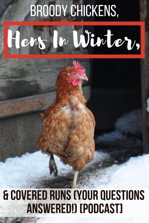 Get the best broody hen advice for health, and next steps after your broody hen abandoned eggs. Chickens Laying Eggs, Chickens In Winter, How To Keep Chickens, Broody Hen, Chicken Story, Chicken Care, Egg Laying Chickens, Off Grid System, Chicken Health