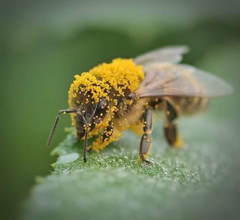 Foto Macro, Bee Friendly Garden, Solitary Bees, Buzzy Bee, I Love Bees, Bees And Wasps, Bee Garden, Bee Friendly, Beautiful Bugs