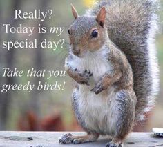 Today is my special day? Squirrel Appreciation Day, Happy Squirrel, Squirrel Pictures, Squirrel Art, Squirrel Funny, Squirrel Girl, Cute Squirrel, Baby Squirrel, Google Plus