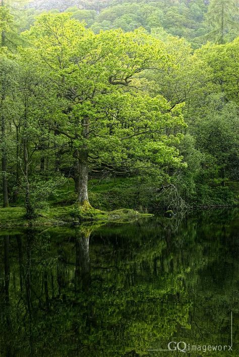 Nature Scrapbook, Cumbria England, Yew Tree, Psalm 1, English Major, Beautiful Trees, Image Nature, Small Lake, Green Forest