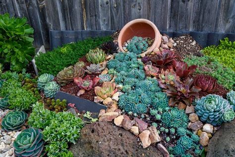 waterfall succulent display - Decoist Succulent Rock Garden, Rockery Garden, Succulent Garden Landscape, Succulent Landscape Design, Succulent Garden Design, Succulent Landscaping, Rock Garden Design, Succulent Garden Diy, Beautiful Yards