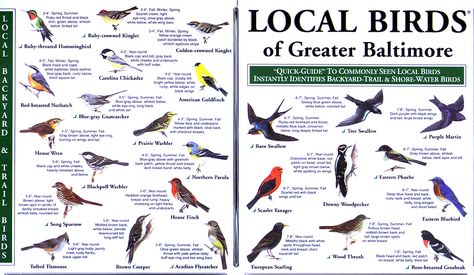 Be a master bird watcher with this helpful guide! Now you can stop pretending ;) Bird Egg Identification, Texas Birds, Pine Siskin, Birds Pictures, Painted Bunting, Bird Identification, Barn Swallow, Florida Gardening, Silhouette Cameo Tutorials