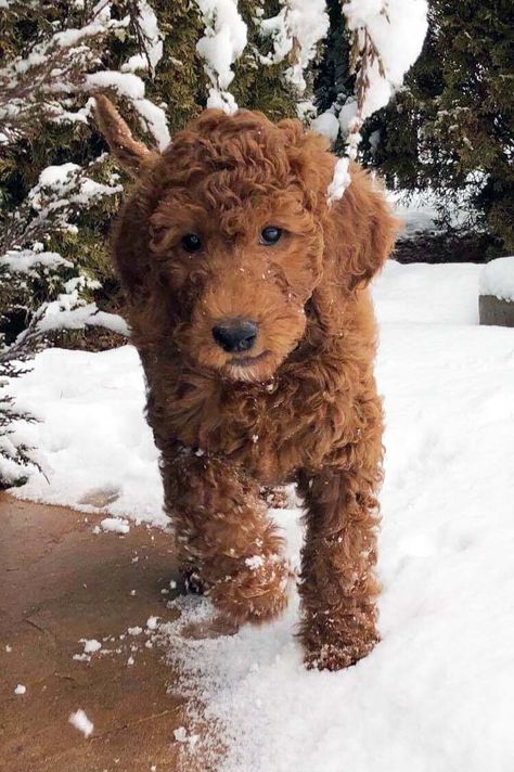 A mix between the Irish Setter and a Poodle... I present to you the Irish Doodle! An athletic dog with a deep red coloration, Irish Doodle puppies are a relatively new "doodle" mix. Cute! Poodle Doodles, Irish Setter Puppy, Irish Doodle, Hypoallergenic Puppies, Dream Puppy, Puppy Fever, Puppy Litter, Athletic Dogs, Doodle Dogs