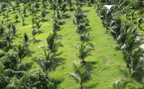 Growing coconut in Central Vietnam. Coconut Farming, Coconut Farm, Coconut Images, Poultry Farm Design, Central Vietnam, Farm Pictures, Farming System, Beachfront House, Agriculture Farming