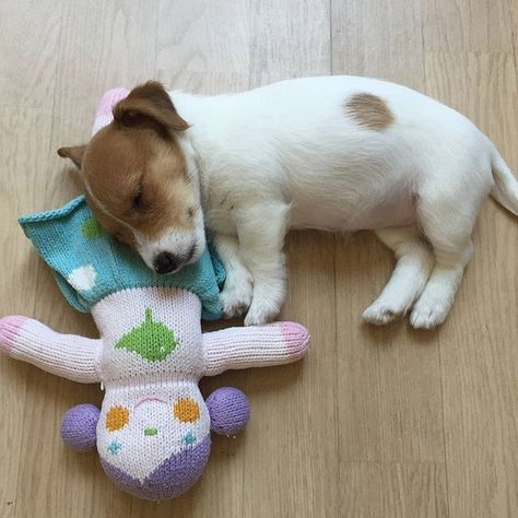 Chien Jack Russel, Best Dog Names, Jack Russell Terriers, Jack Russell Terrier Puppies, Jack Russell Puppies, Jack Russell Dogs, Terrier Puppies, Night Night, Russell Terrier