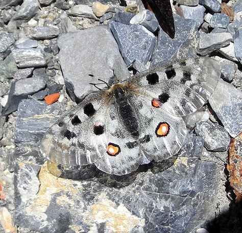 Camouflaged butterfly 1 Transparent Wings, Moth, Camouflage, Insects, Nature