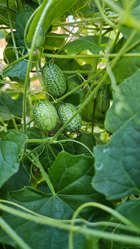 🌱 Discover the Charm of Melothria Scabra: The Cucamelon! 🍉 Meet Melothria scabra, commonly known as cucamelon, Mexican miniature watermelon, or mouse melon. This unique fruit is a blend of cucumber and melon flavors, offering a refreshing crunch with a hint of sourness. Originally domesticated in Central America, melotria is now capturing the hearts of gardeners worldwide. Why grow cucamelons? Unique Flavor: Imagine a cucumber with a tangy twist! Decorative Vine: Perfect for adding greenery... Mouse Melon, Unique Fruit, Tangier, Central America, Melon, Cucumber, Watermelon, Vines, Twist