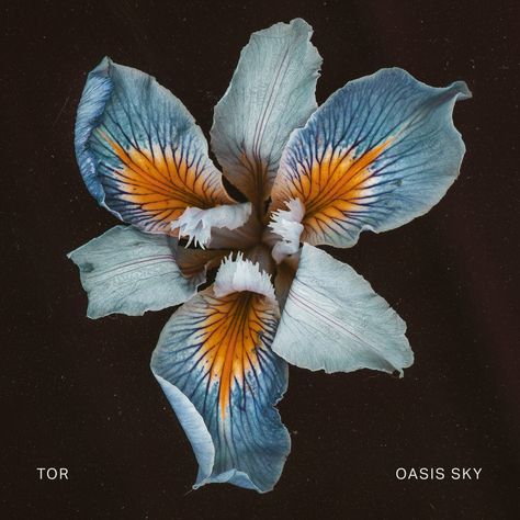 ‎Oasis Sky by TOR on Apple Music Floral Album Cover, Flower Album Cover, Oasis Album, Sky Go, Marble Vinyl, Music Album Art, Trip Hop, Our Lady Of Sorrows, Blue Books