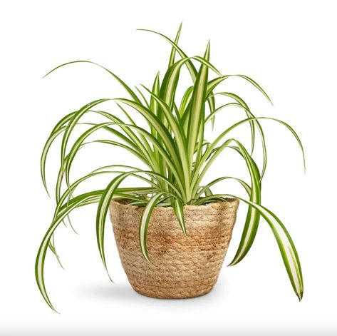 The Ultimate Guide to Growing and Caring for Spider Plants Basket Jute, Starry Flowers, Chlorophytum Comosum, Ribbon Plant, Air Plants Care, Modern Pot, Casual Couture, Spider Plant, Plant Pot Decoration