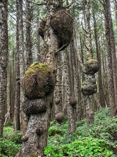 Sawmill Lumber, Tree Burl, Weird Trees, Amboyna Burl, Tree Bark Texture, Wood Turning Lathe, Old Trees, Ancient Tree, Unique Trees