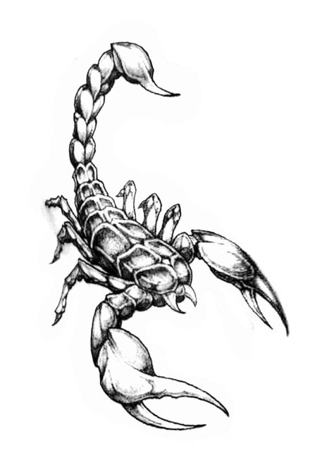 Scorpion Drawing, Sand Drawing, Horoscope Tattoos, Free Tattoo Designs, Scorpio Tattoo, Scorpion Tattoo, Back Tattoos For Guys, Sternum Tattoo, Cool Small Tattoos