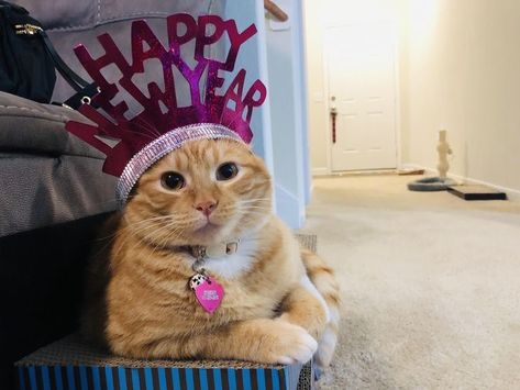 Happy New Year Meme, Happy New Year Cat, New Year Cat, Happy New Year Dog, Happy New Year Funny, New Years Hat, Funny New Year, Cute Little Kittens, Cat Holidays