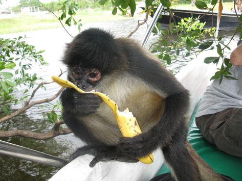 Mexican Spider Monkey (Subspecies Ateles geoffroyi vellerosus) on July 25, 2009 at 12:12 PM by Hope Bias Spider Monkey, 12 Pm, July 25, Belize, 12 12, Quick Saves