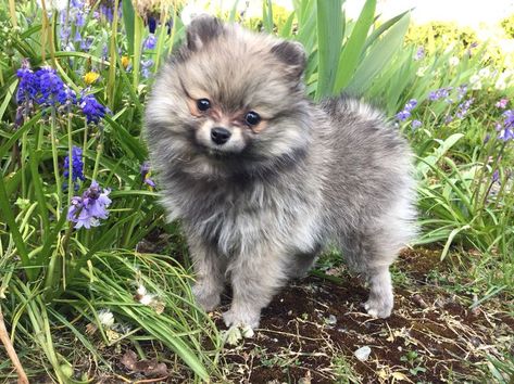 Cute cream/wolf sable Pomeranian puppy! Wolf Sable Pomeranian, Pom Dog, Pomeranian Lovers, Cute Pomeranian, Pet Animals, Aggressive Dog, Pomeranian Puppy, Training Your Puppy, Tiny Dogs