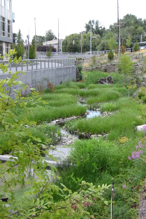 Stormwater managed with a roadside wetland. Click image to enlarge and visit the slowottawa.ca boards >> https://www.pinterest.com/slowottawa/ Cottage Community, Green Infrastructure, Water From Air, Rain Gardens, Stormwater Management, Natural Farming, Rainwater Harvesting, Water Management, Rain Garden