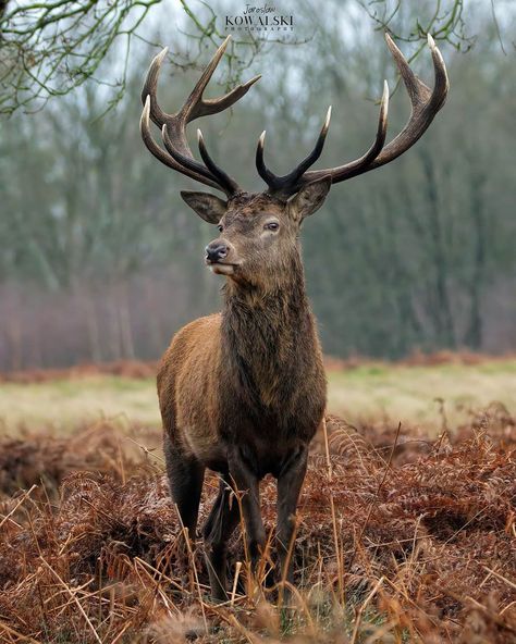 Stag Photography, Deer Images, Elk Pictures, Elk Photography, Deer Photography, Majestic Deer, Deer Wallpaper, Hunting Pictures, Deer Photos