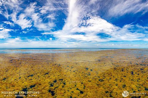 The Importance of Exploring the Sargasso Sea: ‘Spiritual and Aesthetic Delight’ as Well as Conservation https://oceanexplorer.noaa.gov/okeanos/explorations/ex2104/features/sargasso-sea/welcome.html The Sargasso Sea provides a spawning area for endangered fish as well as a safe place for juvenile fish to grow. #algaebarn #marineconservation Wide Sargasso Sea, Touch Land, Dolphin Memes, Types Of Turtles, North Atlantic Ocean, Sargasso Sea, Ocean Currents, Species Of Sharks, Man Made Island