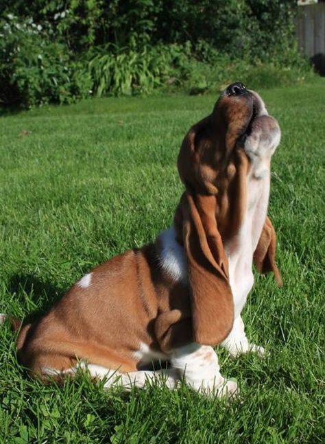 What is worse than a basset hound howling at the moon? Basset Puppies, Basset Hound Puppy, Hound Puppies, Slaap Lekker, Basset Hound Dog, Bassett Hound, Basset Hounds, Funny Dog Memes, Hound Dog