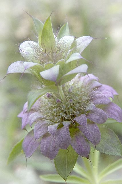 Purple Horse Mint Beautiful Purple Horse, Mint Flowers, Unusual Flowers, Exotic Flowers, Purple Flower, Flower Beauty, Blooming Flowers, Beautiful Blooms, Dream Garden