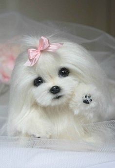 Untitled Yorkshire Terrier Puppies, Maltese Puppy, Maltese Dogs, Teacup Puppies, White Dog, Puppies Funny, Cute Dogs And Puppies, Small Dog Breeds