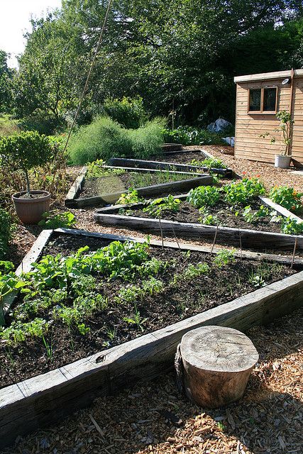 Raised beds by Fluffymuppet, via Flickr-love the triangular shape-easier to access all points Vegetable Garden Beds, Garden Bed Layout, Raised Vegetable Gardens, Plants Growing, Potager Garden, Permaculture Gardening, Edible Landscaping, Veg Garden, The Secret Garden