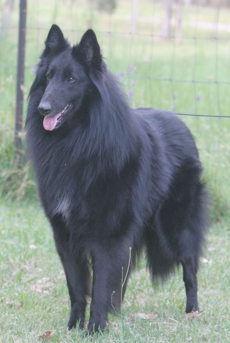 Groenendael, Groenendael Shepherd, Belgian Groenendael, Belgian Sheepdog Belgian Groenendael, Belgian Shepherd Groenendael, Dog Goals, Berger Malinois, Belgian Tervuren, Belgian Sheepdog, Black German Shepherd, Belgian Shepherd, Shepherd Dogs