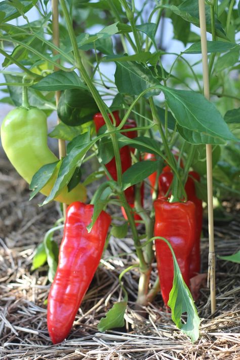 Growing Red Peppers, Growing Sweet Peppers, Pepper Growing, Seeds Planting, Growing Organic Vegetables, Farah Diba, Sweet Peppers, Grow Vegetables, Red Plants