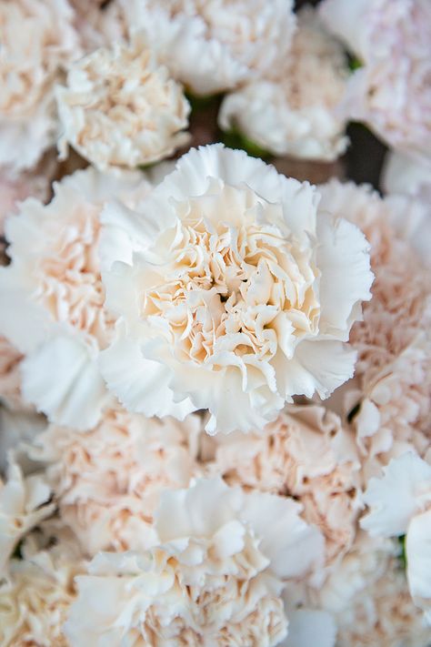 Caramel Carnation Flower, Carnation Varieties, Daffodil Images, Daffodil Day, Narcissus Flower, Violet Plant, Kumamoto, Cosmos Flowers, Carnation Flower