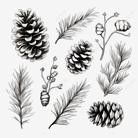 hand drawn set with christmas elements pine cones and branches pine cone pinecone png Pine Cone Drawing Step By Step, Pine Cone Drawing, Merry Chrysler, Flower Reference, Nature Pattern, Christmas Elements, Luxury Restaurant, Transparent Image, Nature Tree