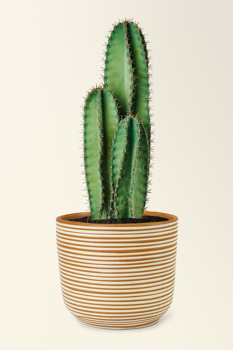 Peruvian Cactus, Cactus Plants Indoor, Cactus Varieties, Segi Lima, Cactus In A Pot, Cactus In Pot, Buying Flowers, Cactus Images, Cactus Ceramic