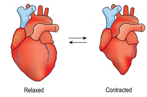 Diastole vs. systole: What is the difference? Systolic And Diastolic, Cardiac Cycle, Blood Pressure Numbers, Persistent Cough, Normal Blood Pressure, Feeling Sleepy, Heart Muscle, Low Blood Pressure, Feeling Weak