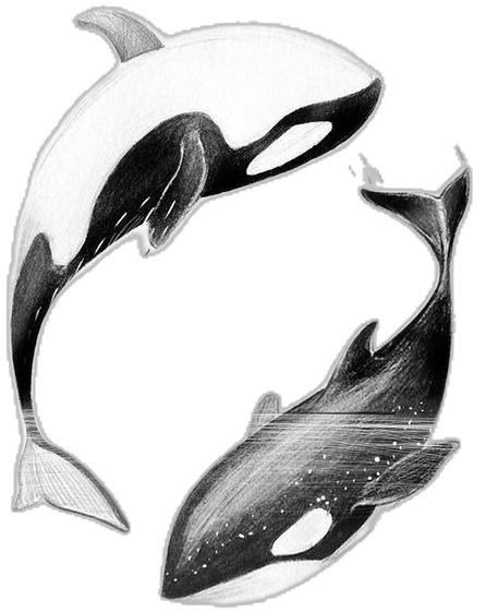 Whale Drawing, Killer Whales, Collage, Drawings, Pins