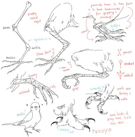 How To Draw Birds, Draw Birds, Wings Drawing, Art Advice, Nature Sketch, Animal Anatomy, Tutorials Drawing, Animal Study, Creature Drawings