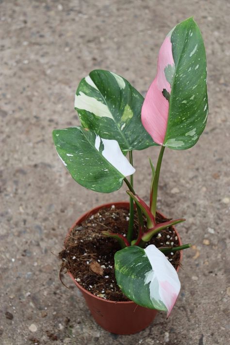 Indoor Plants Names, Elephant Bush, Philodendron White Princess, Princess Philodendron, Balcony Plants, Philodendron Monstera, Pink Plant, Variegated Plants, White Princess