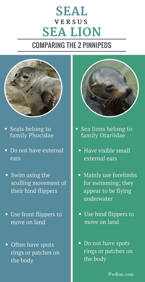 Difference between Seal and Sea Lion - infographic Seal Vs Sea Lion, Sea Lion Vs Seal, Stellar Sea Lion, Sea Lion Craft, Marine Mammalogy, Zoo Signage, Lion Facts, Ocean Stuff, Lion Craft