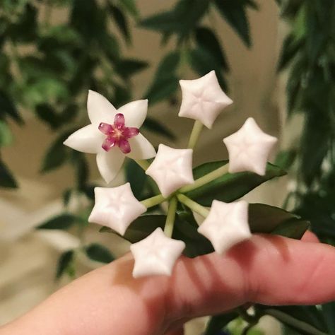 Star Shaped Flowers, Hoya Bella Flower, Hoya Bloom, Hoya Bella, Hoya Flowers, Hoya Plant, Plant Fungus, Moon Garden, Nothing But Flowers